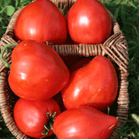 Tomato 'Oxheart'