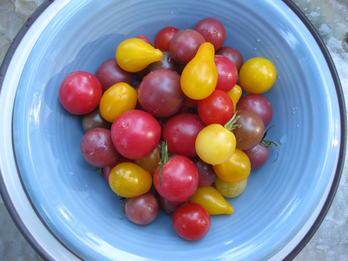 Tomato 'Cherry Rainbow'