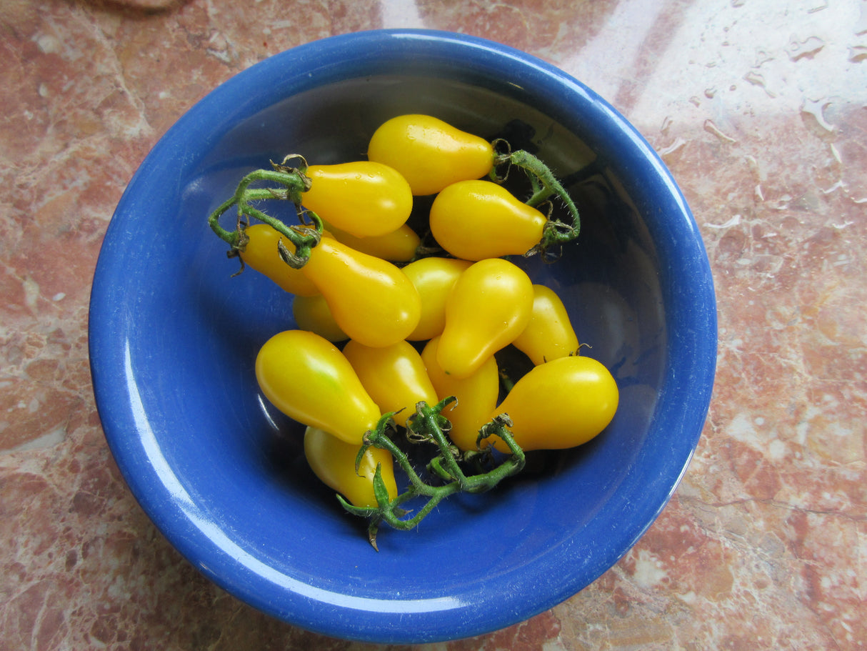 Tomato 'Cherry Yellow Pear'