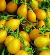 Tomato 'Cherry Yellow Pear'