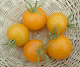 Tomato 'Yellow Perfection'