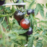 Tomato 'Black Cherry'