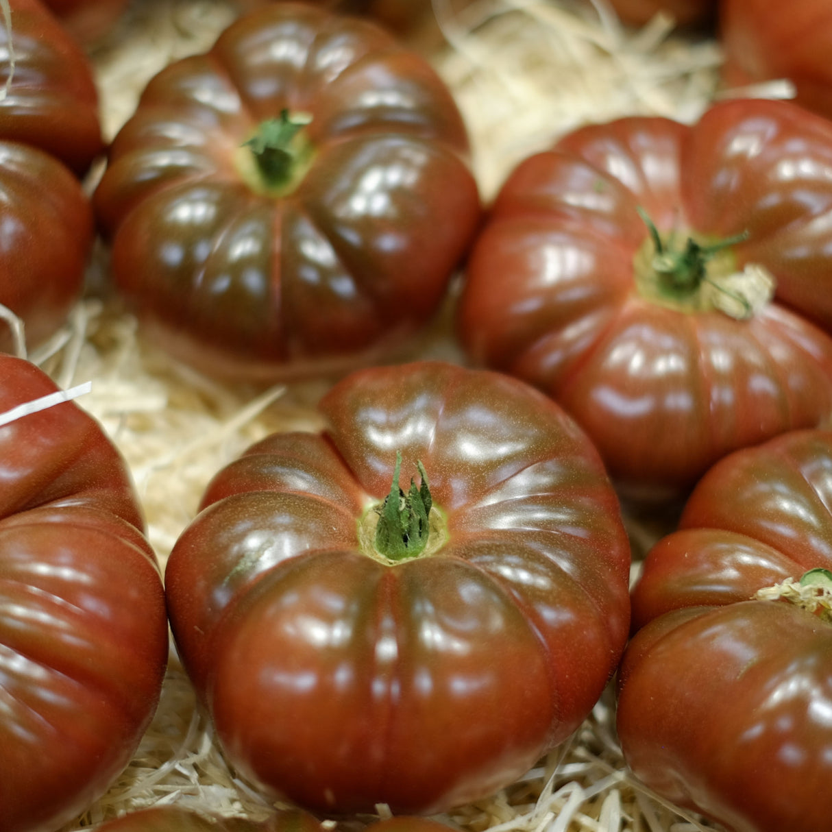 Tomato 'Cherokee Purple'