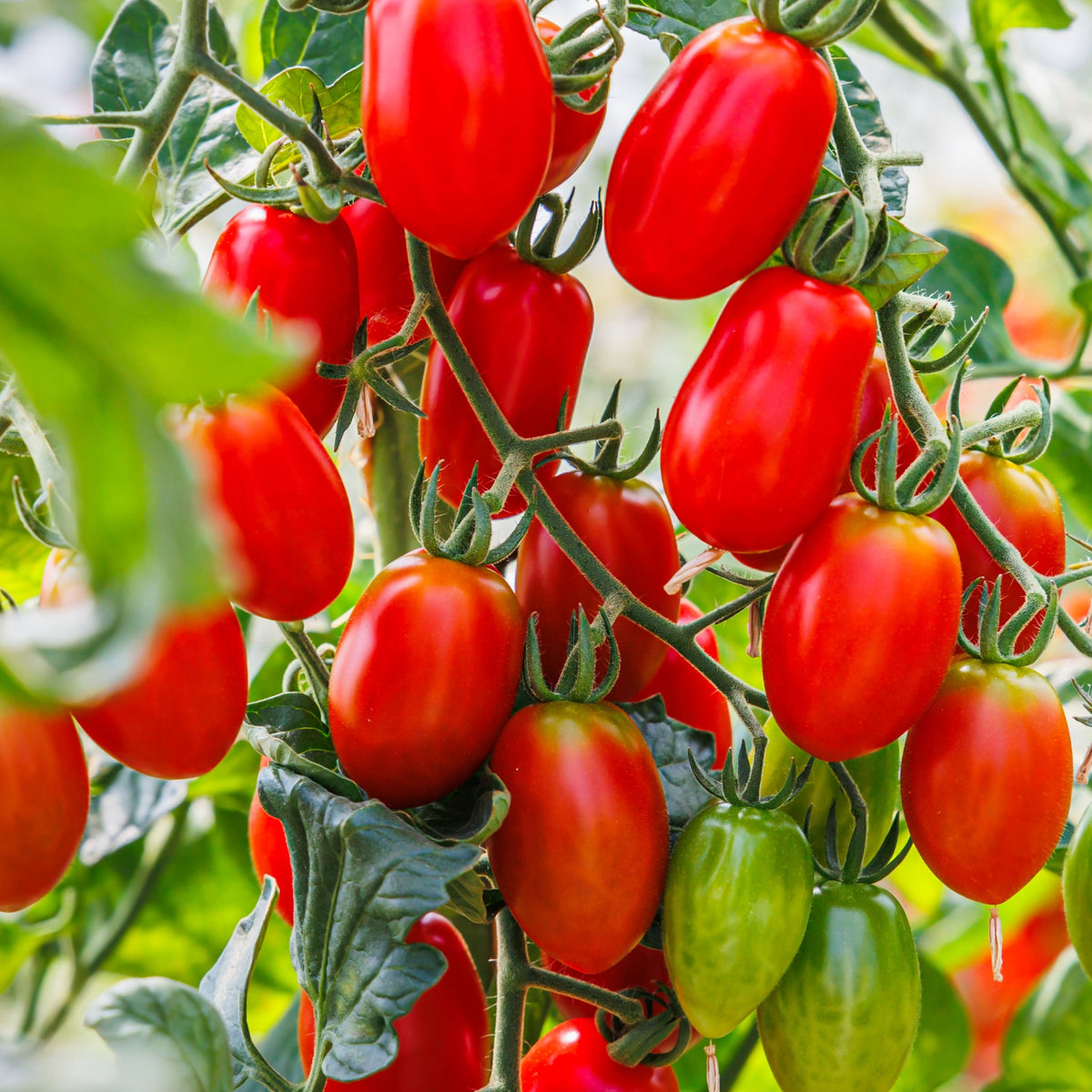 Cherry Roma Tomato 'Cherry Roma' – Green Harvest