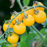 Tomato 'Cherry Yellow Currant'