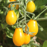 Tomato 'Cherry Yellow Pear'