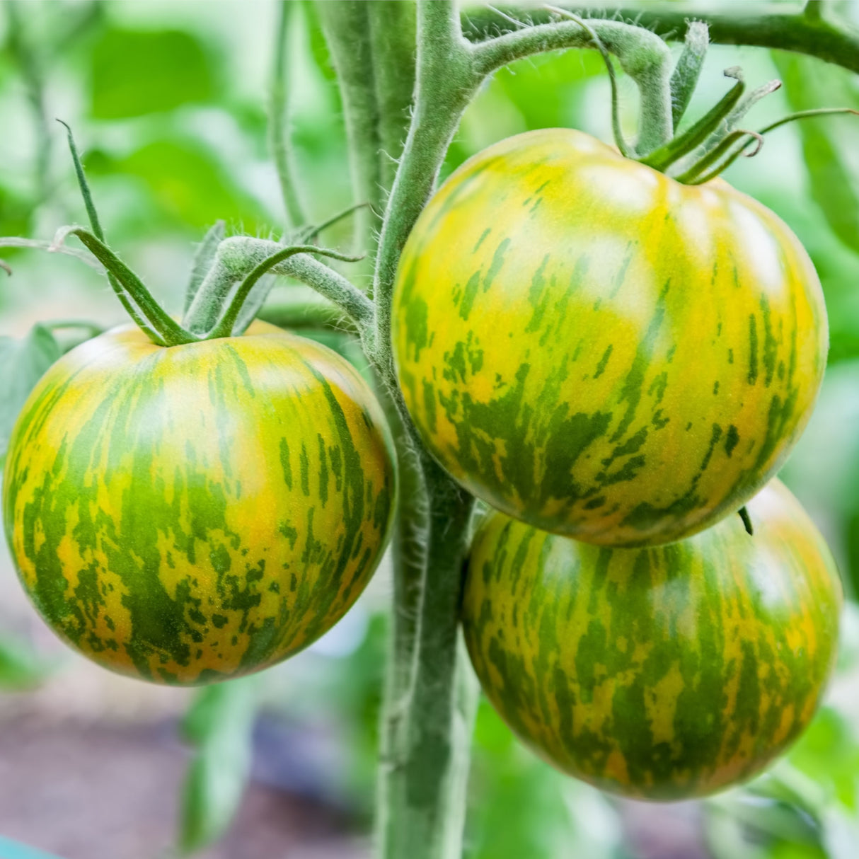 Tomato 'Green Zebra'