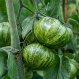 Tomato 'Green Zebra'