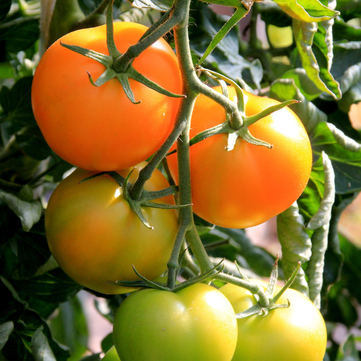 Tomato 'Jaune Flamme'