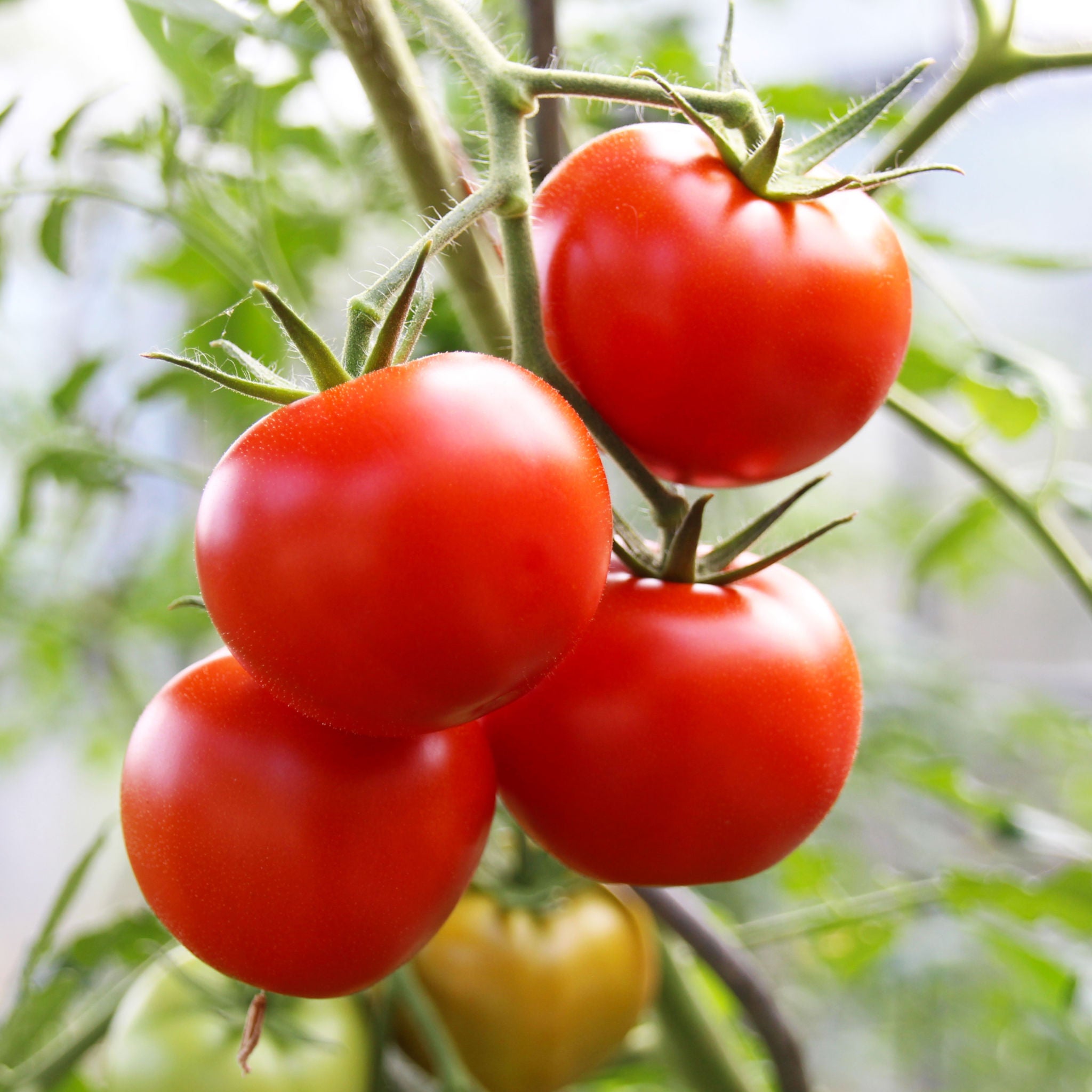 Tomato 'Moneymaker' – Green Harvest