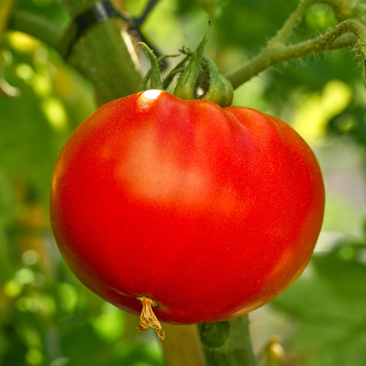 Tomato 'Red Cloud'