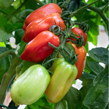 Tomato Roma 'San Marzano'