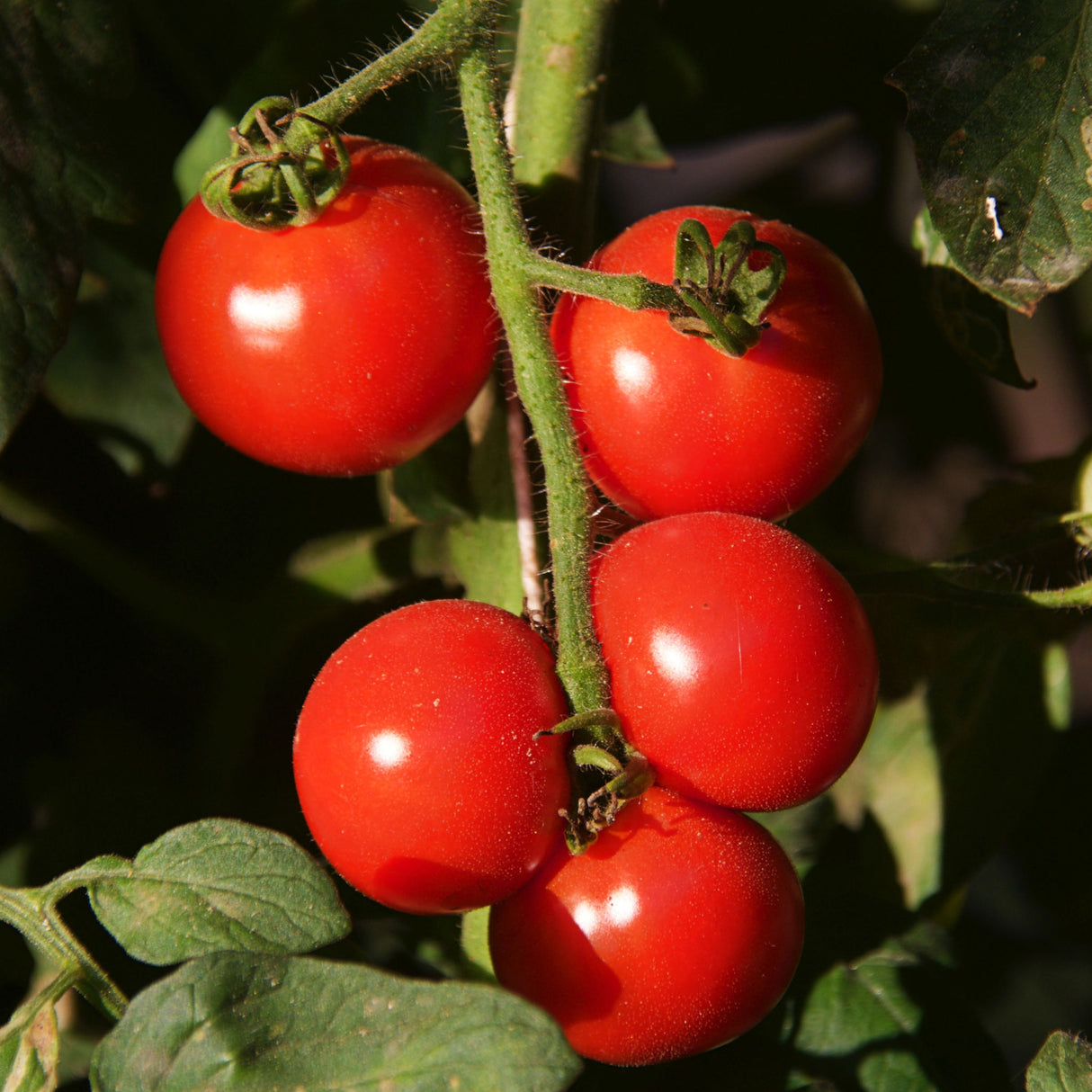 Tomato 'Tommy Toe'