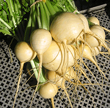 Turnip 'Golden Globe'