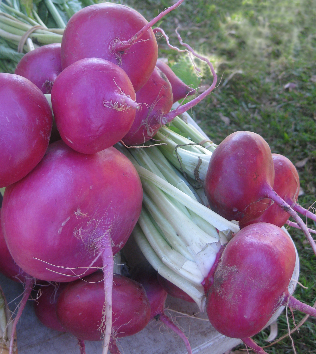 Turnip 'Hidabeni Red'