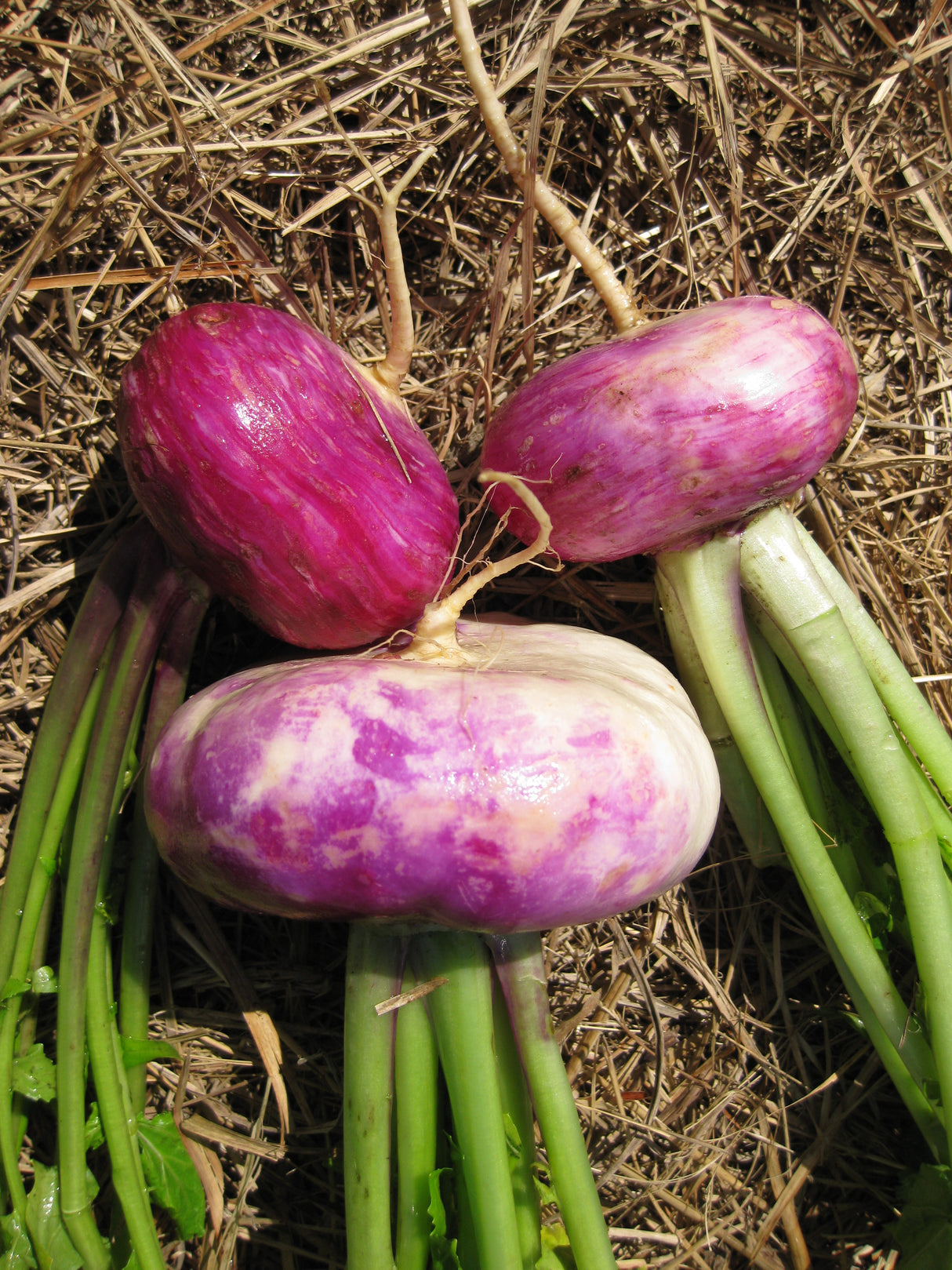 Turnip 'Purple Top Milan'