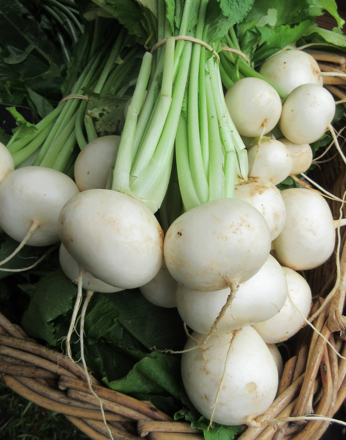 Turnip Japanese 'Tokyo Market'