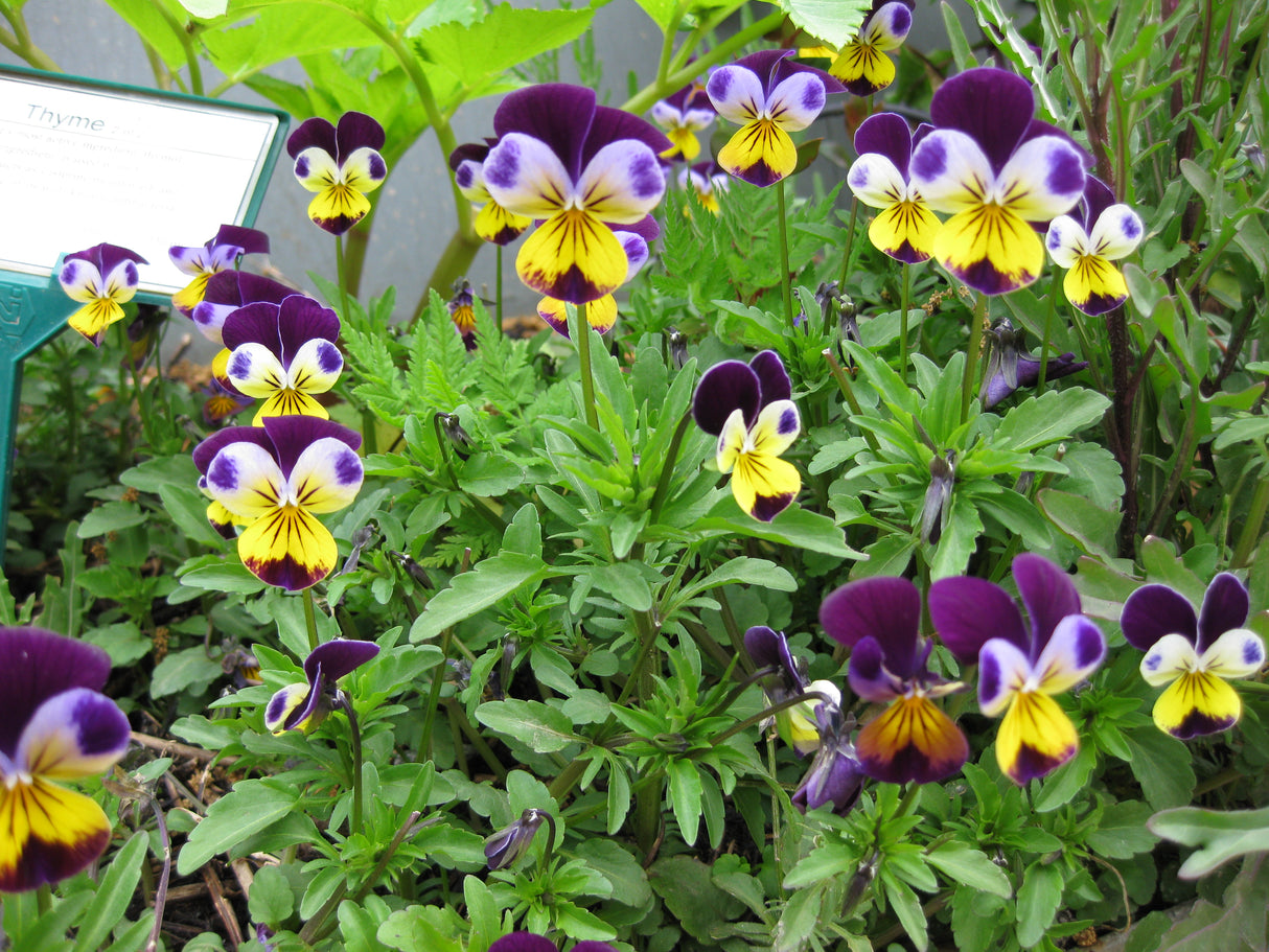 Viola 'Johnny Jump-Up'