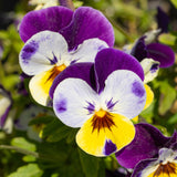 Viola 'Johnny Jump-Up'