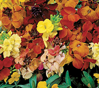 Wallflower Mix