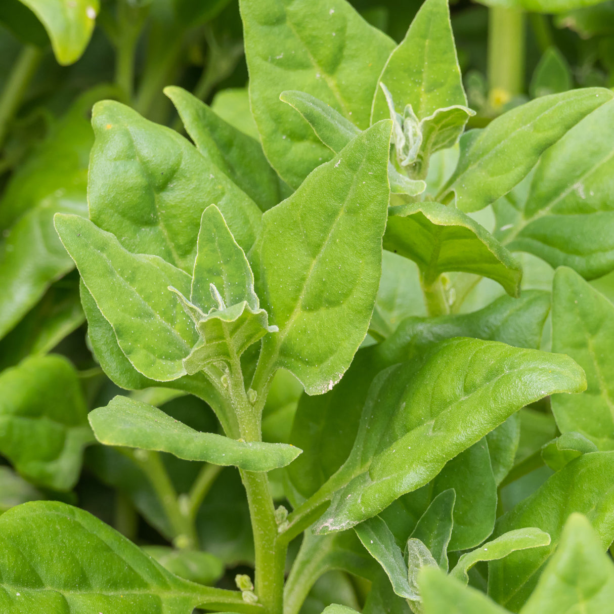 Warrigal Greens