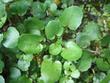 Watercress 'Aqua Large Leaf'