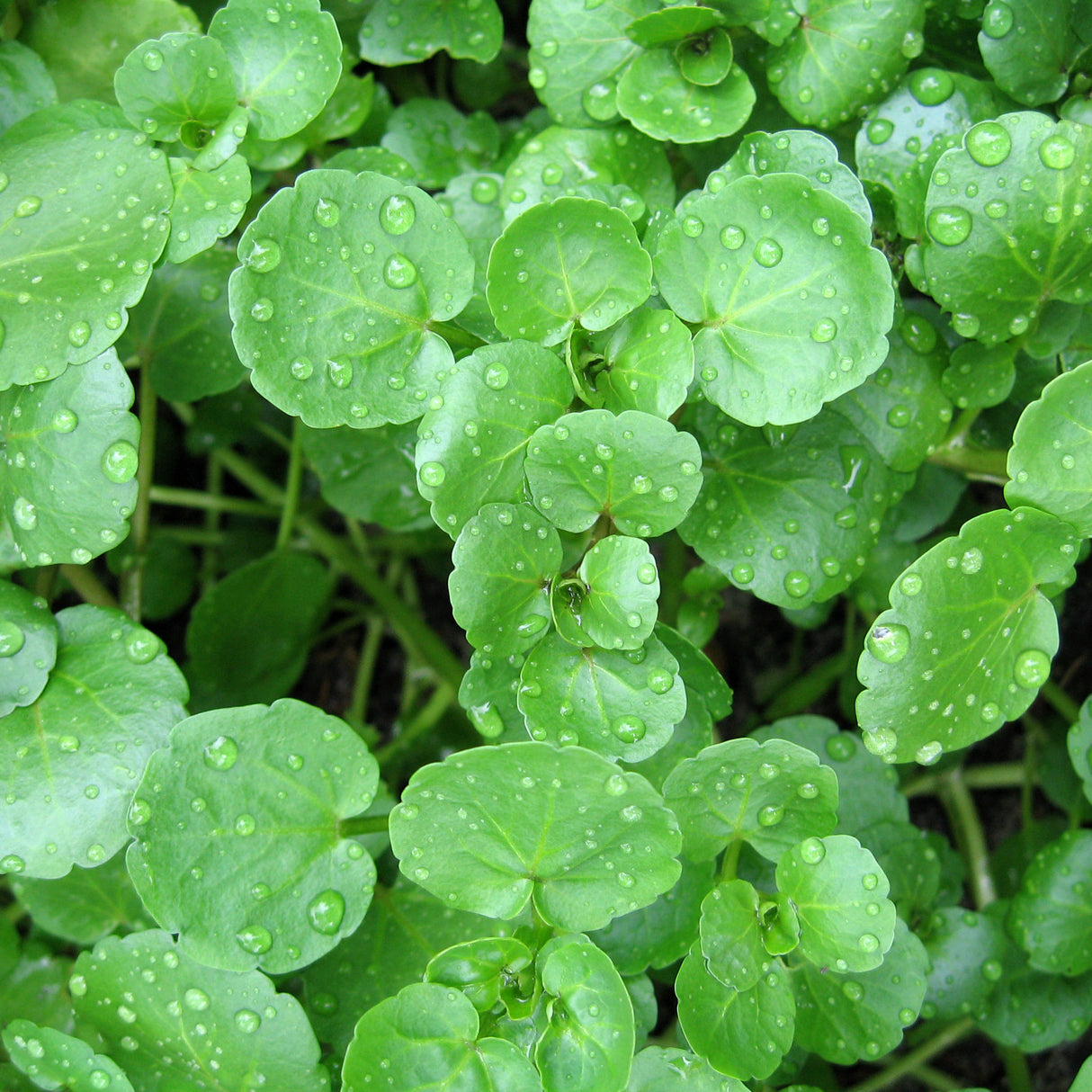 Watercress 'Aqua Large Leaf'