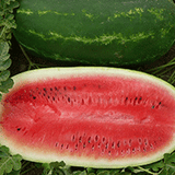 Watermelon 'All Sweet'