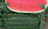 Watermelon 'All Sweet'