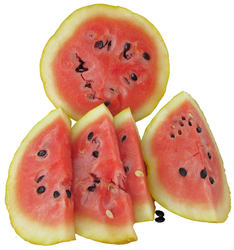 Watermelon 'Golden Midget'