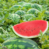 Watermelon 'All Sweet'