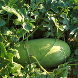 Watermelon 'Charleston Gray'