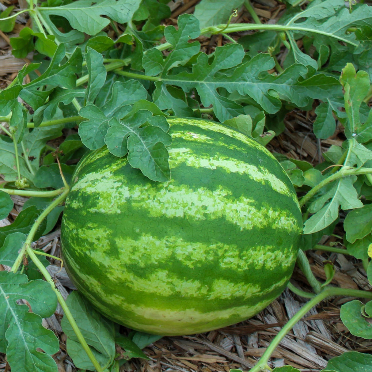 Watermelon 'Crimson Sweet'