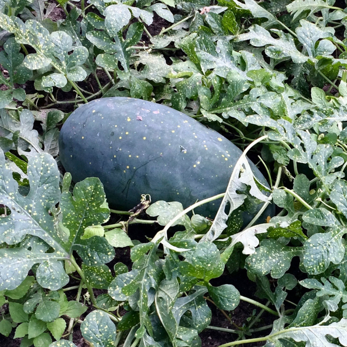 Watermelon 'Moon & Stars' – Green Harvest