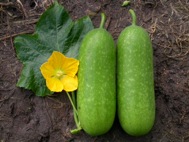 Wax Gourd