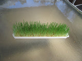 Wheatgrass