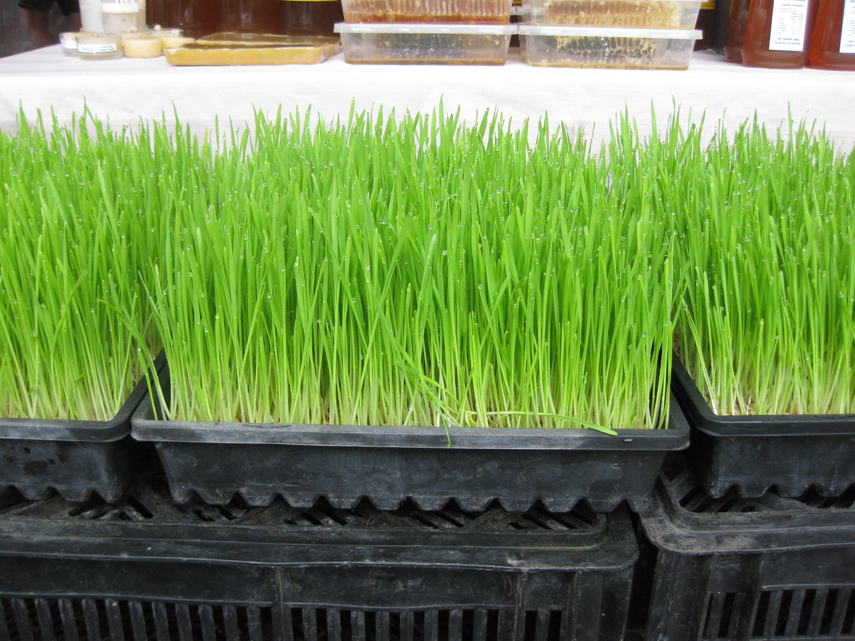 Wheatgrass