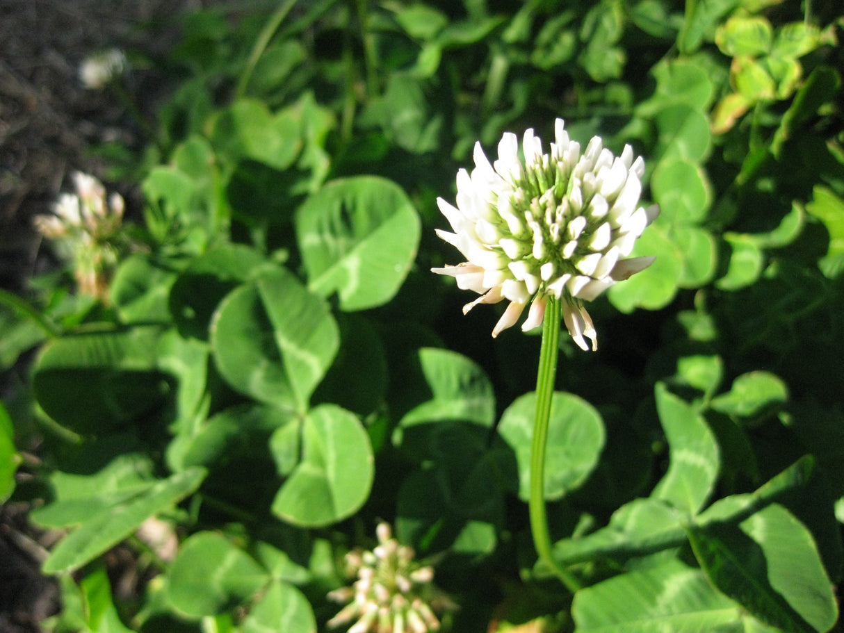 White Clover