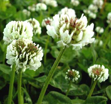 White Clover