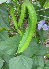 Bean Climbing 'Winged'