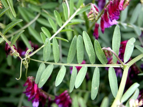 Woolly Pod Vetch