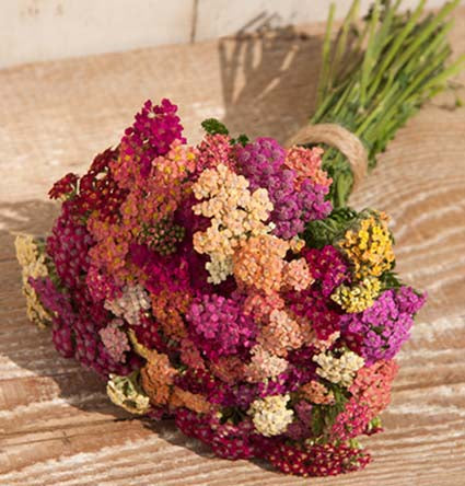 Yarrow 'Colorado Mix'