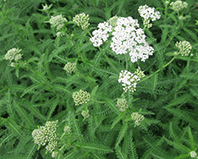 Yarrow - White