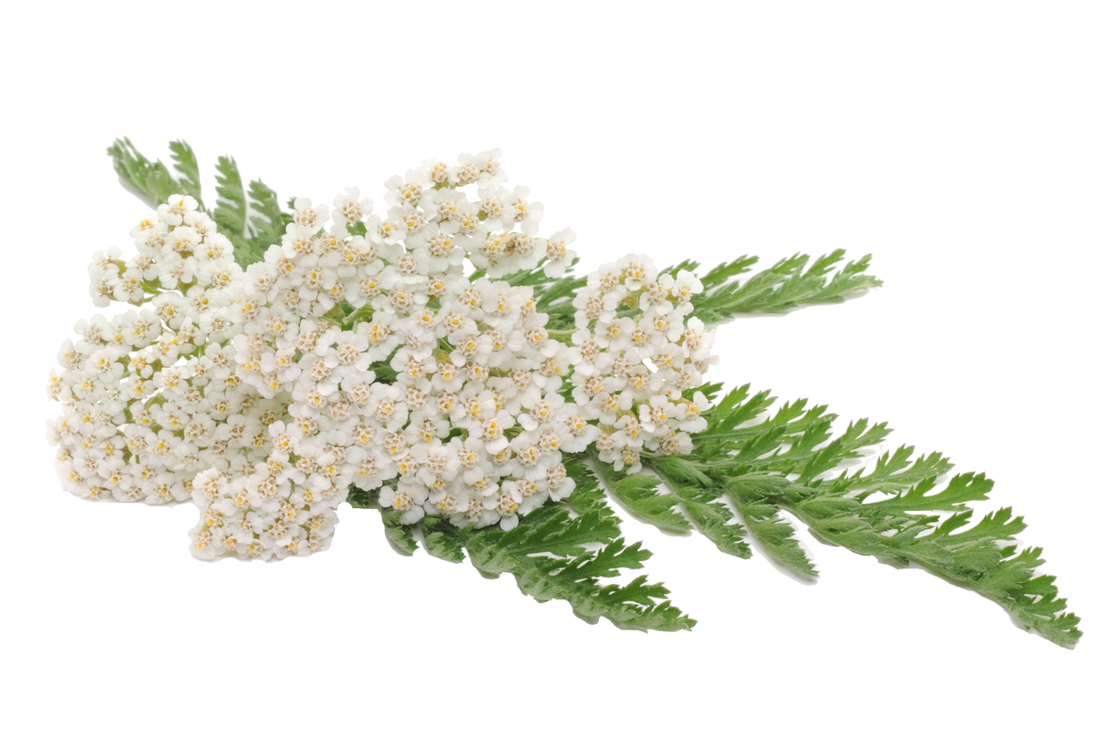 Yarrow - White