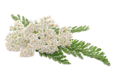 Yarrow - White