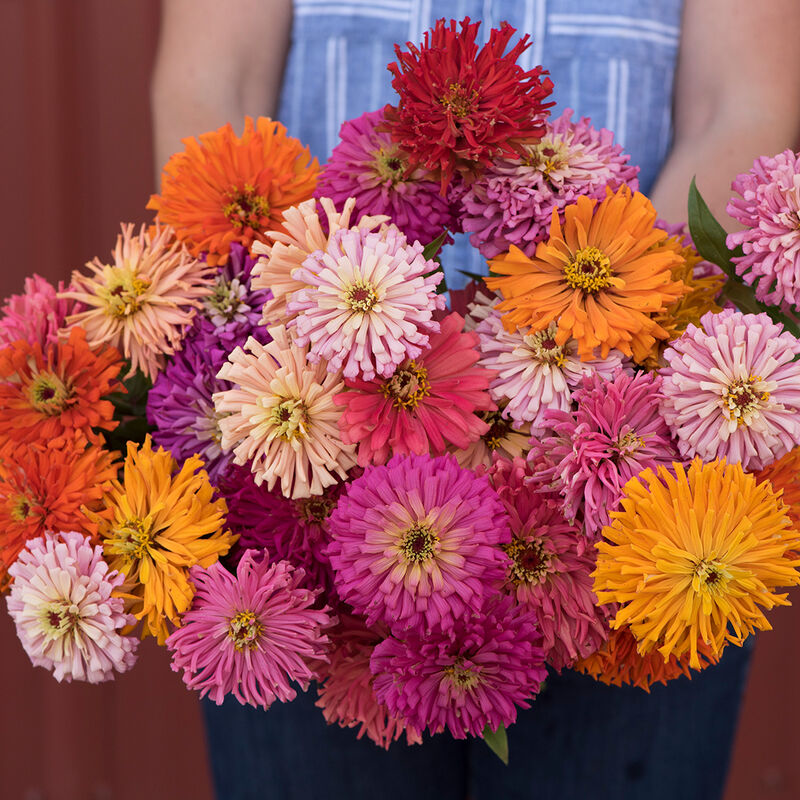 Zinnia 'Cactus Flowered Mix'