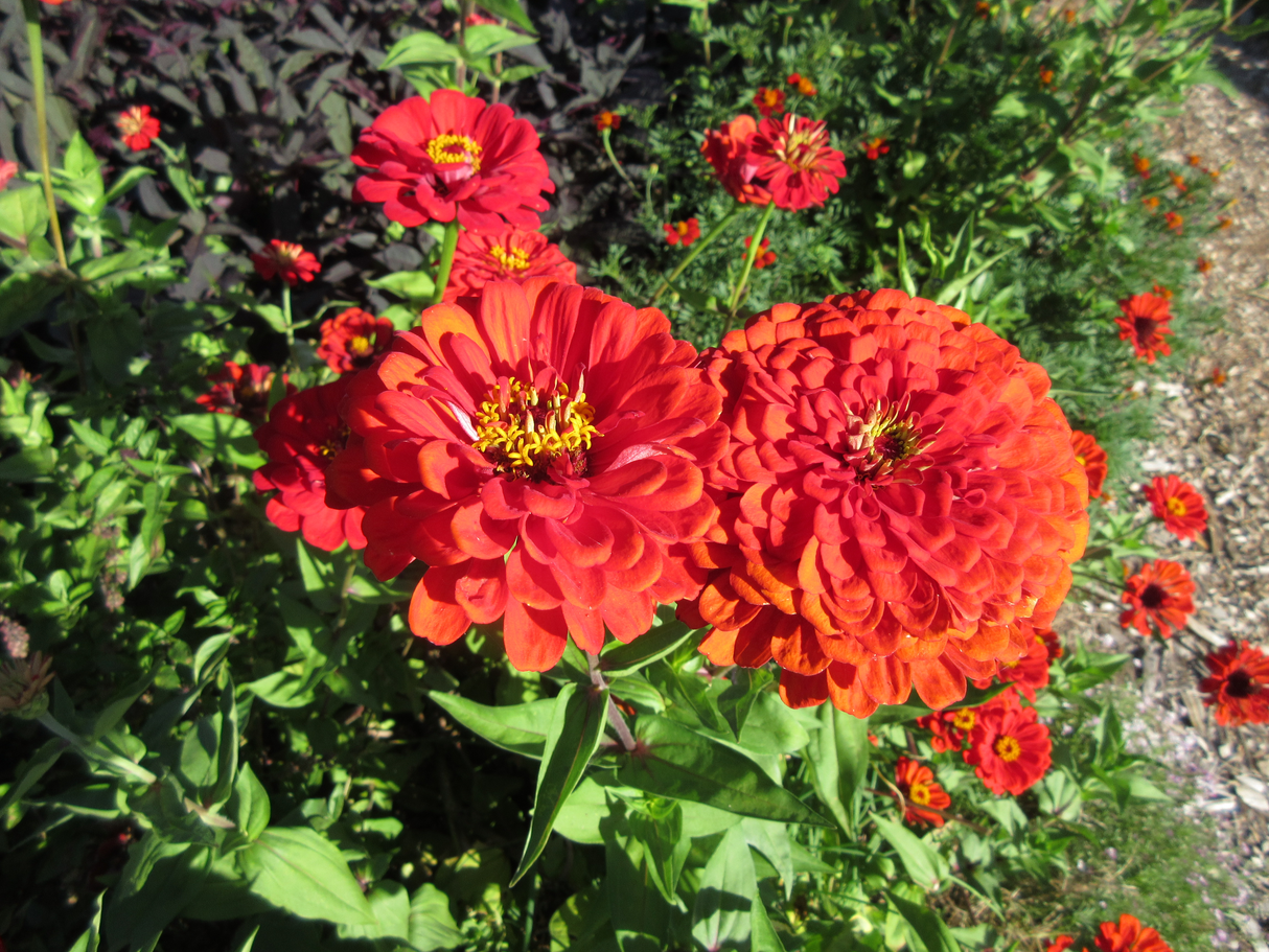 Zinnia 'Scarlet Flame'