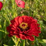 Zinnia 'Scarlet Flame'