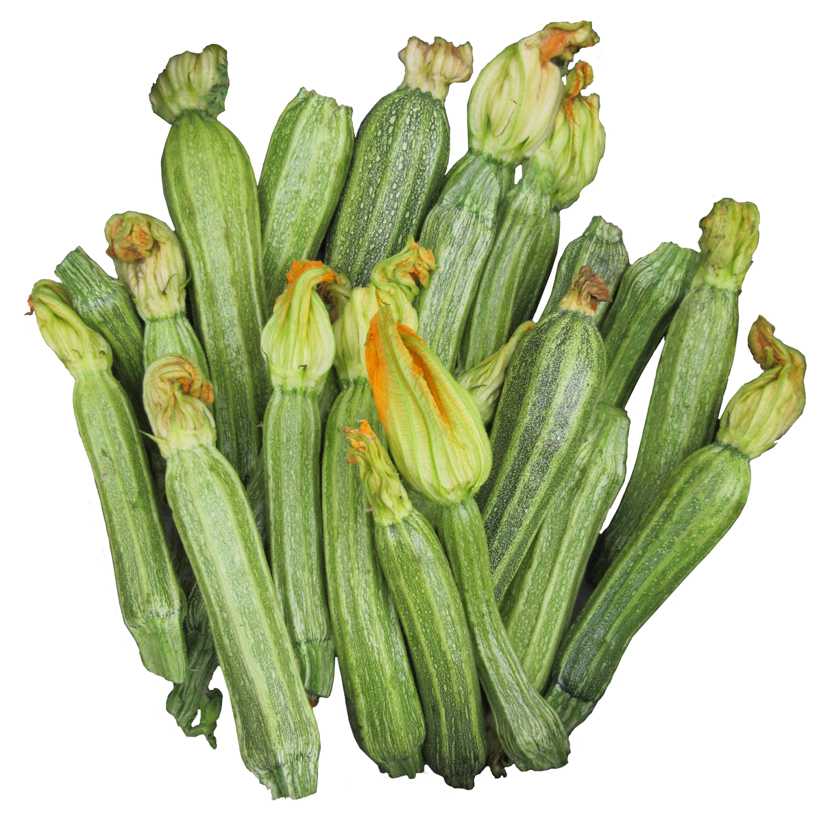 Zucchini 'Costa Romanesque'