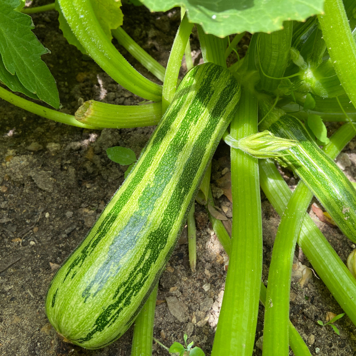 Zucchini 'Cocozelle'